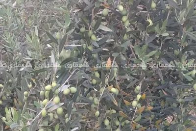 ارض للبيع مساحة 1150 متر ارض للبيع مساحة 1150 متر