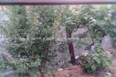 قطعة ارض للبيع (كروم عنب) قطعة ارض للبيع (كروم عنب)