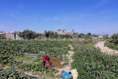 قطعه ارض ممتازه جدا شرق دير البلح قطعه ارض ممتازه جدا شرق دير البلح