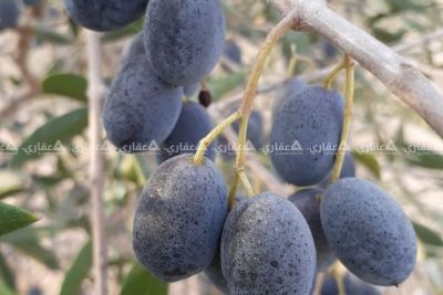 قطعة ارض للبيع بالزوايده منطقه الشاليهات قطعة ارض للبيع بالزوايده منطقه الشاليهات