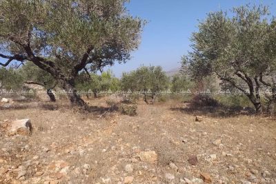 ارض للبيع منطقة دير السودان ارض للبيع منطقة دير السودان
