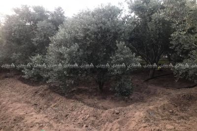 قطعة أرض شارع معصرة دلول قطعة أرض شارع معصرة دلول
