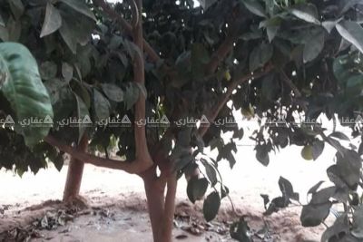 قطعة ارض قرب بلدية الفخاري . قطعة ارض قرب بلدية الفخاري .