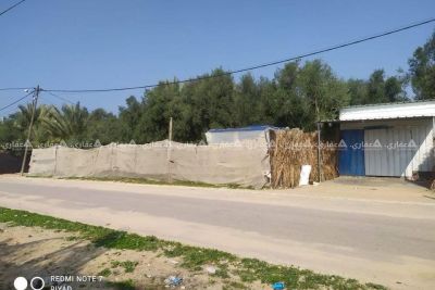قطعة ارض مشجرة زيتون وليمون قطعة ارض مشجرة زيتون وليمون