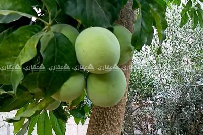 قطعة أرض للبيع أو البدل قطعة أرض للبيع أو البدل