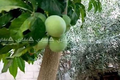 أرض للبيع أو البدل على بيت في غزة أرض للبيع أو البدل على بيت في غزة