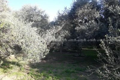 قطعة أرض للبيع قطعة أرض للبيع