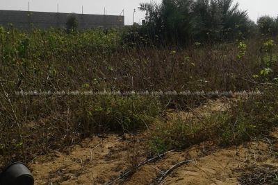 ارض غرب الشارع الدولى بالقرارة شرق مقبرة الشيخ حموده مباشرة طابو ارض غرب الشارع الدولى بالقرارة شرق مقبرة الشيخ حموده مباشرة طابو