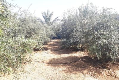 قطعة أرض مع بناء شرق دير البلح قطعة أرض مع بناء شرق دير البلح