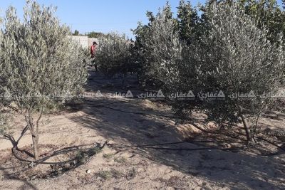 أرض للبيع مشجرة بأنواع عديدة من الحمضيات أرض للبيع مشجرة بأنواع عديدة من الحمضيات