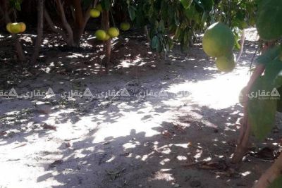 أرض للبيع غرب حدائق خانيونس الاقليمية أرض للبيع غرب حدائق خانيونس الاقليمية