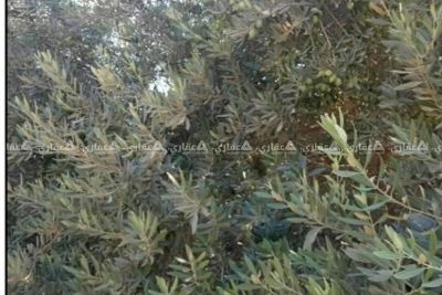 قطعة أرض للبيع في منطقة راقية وسكنية قطعة أرض للبيع في منطقة راقية وسكنية