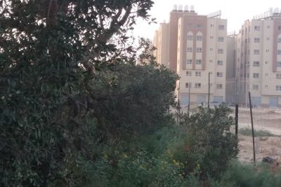 أرض مشجرة زيتون كبير للبيع أرض مشجرة زيتون كبير للبيع